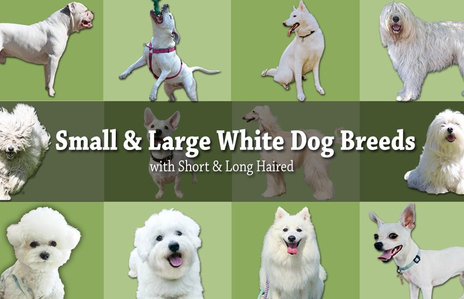 20 Small & Large White Dog Breeds (Short & Long Haired)