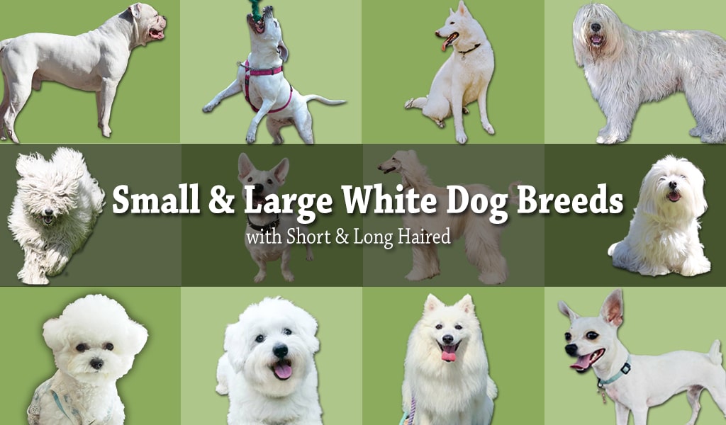 20 Small & Large White Dog Breeds (Short & Long Haired)