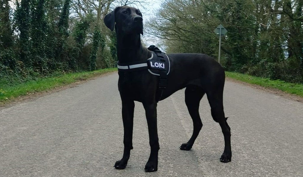 Doberdane Standing Pose