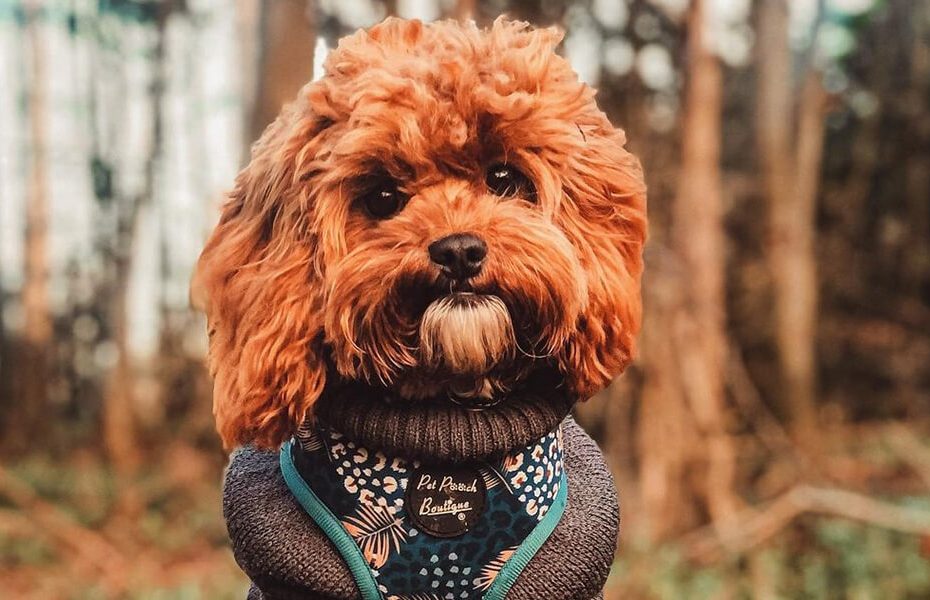 cavapoo mixed dog breed