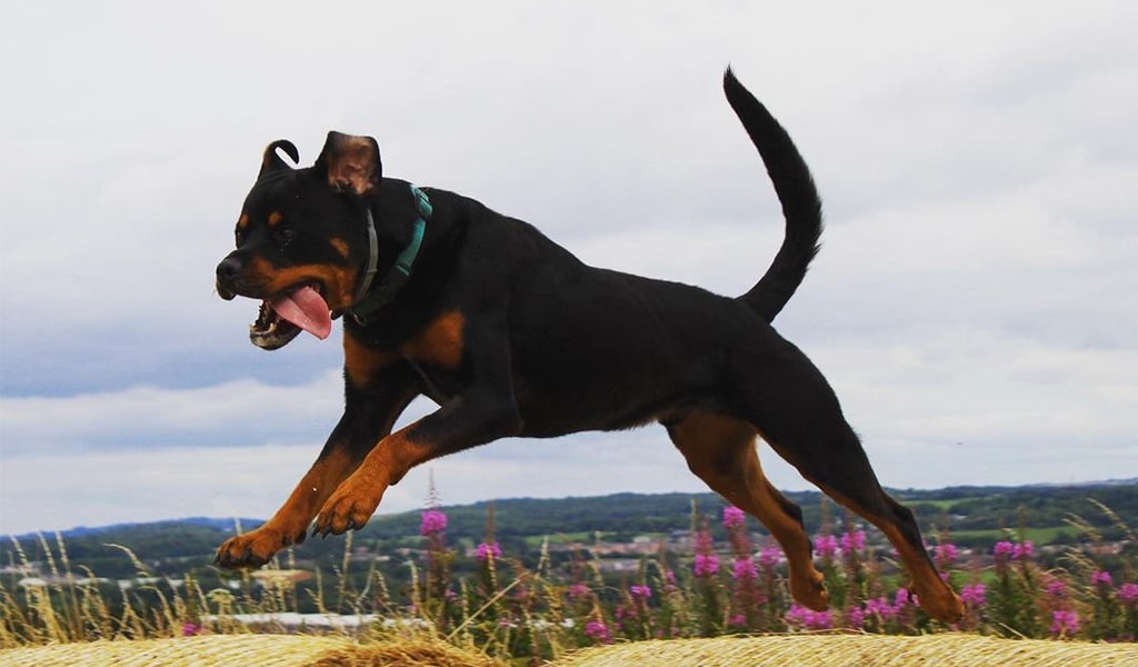 Simple Step By Step Instructions On How To Stop Dog Jumping Fast simple-step-by-step-instructions-on-how-to-stop-dog-jumping-fast