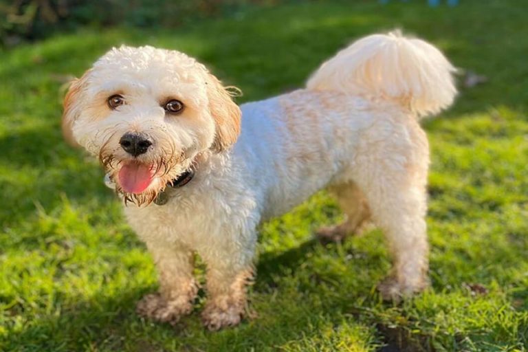 Hypoallergenic Dog Breeds That Are Low Maintenance And Easy To Groom photo