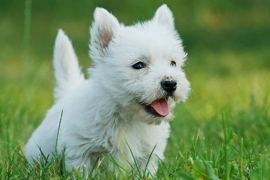 West Highland Terrier