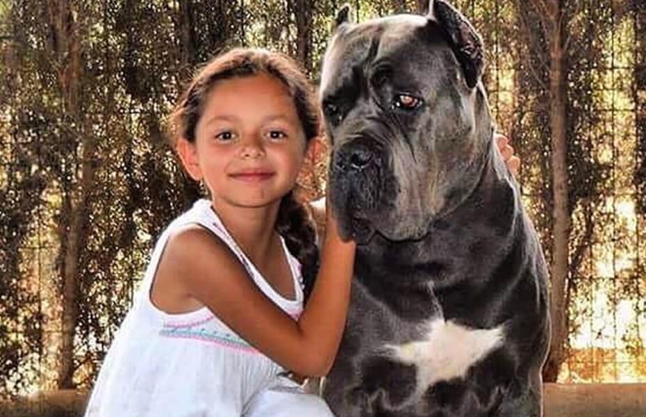 Cane Corso: Dog Breed Characteristics, Mixes & Pictures