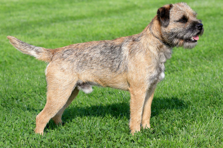 border terrier