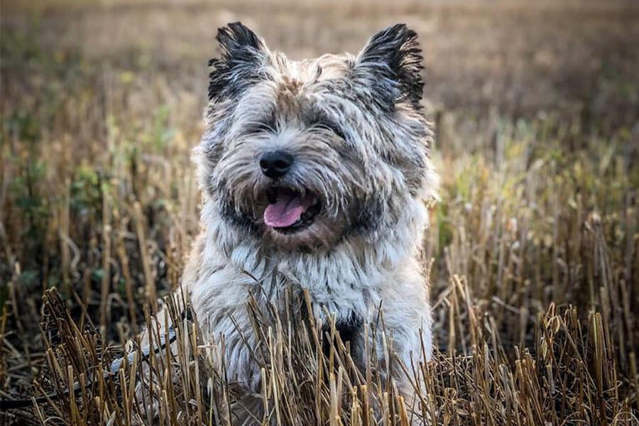 Cairn Terrier