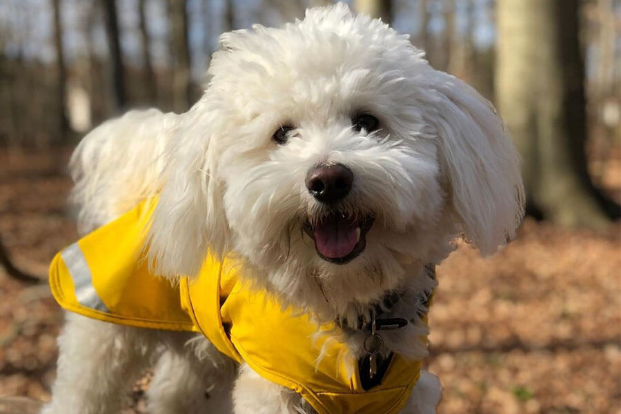 Coton de Tulear