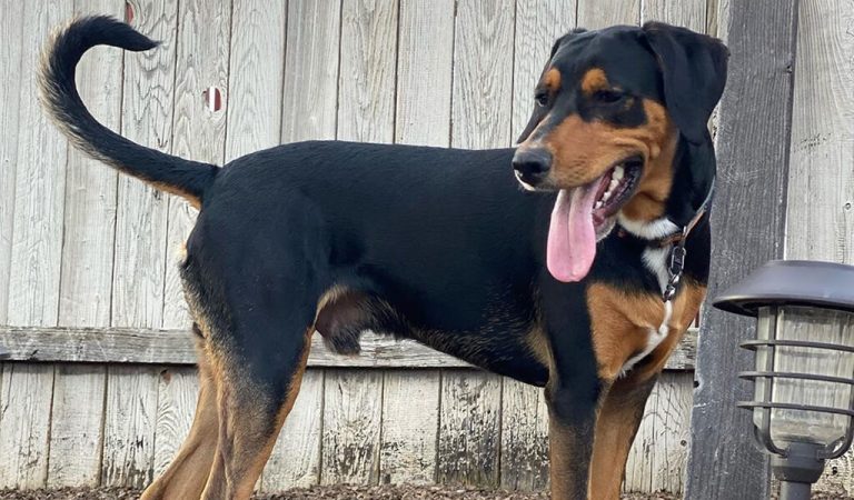 Beagleman – A Cross Breed of Beagle and Doberman Pincher