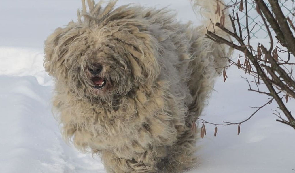hungarian komondor