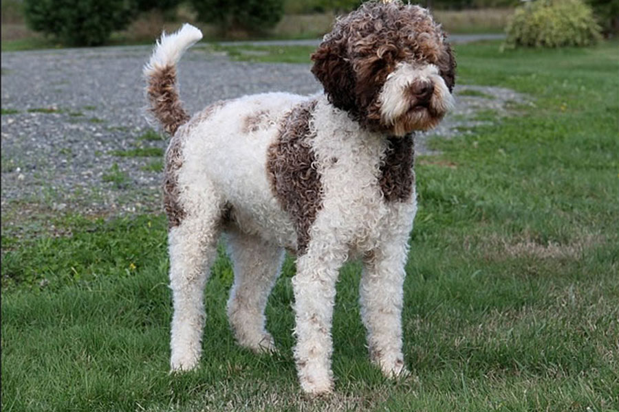 Lagotto Romagnolo