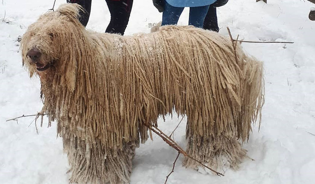 long haired commonmop