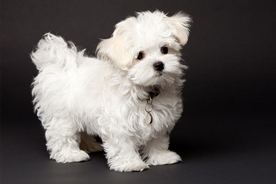 maltese-puppy