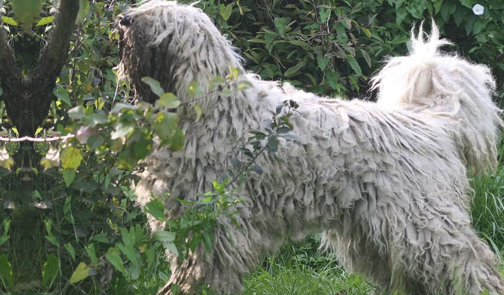 mop dog