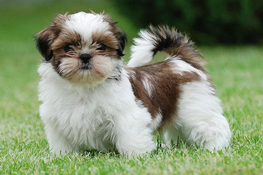 shih tzu puppy