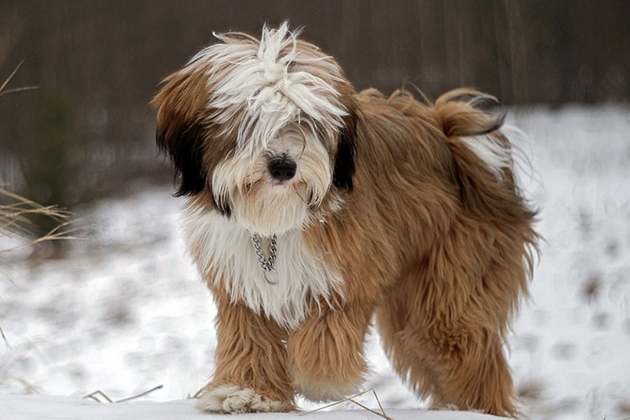 Tibetan Terrier