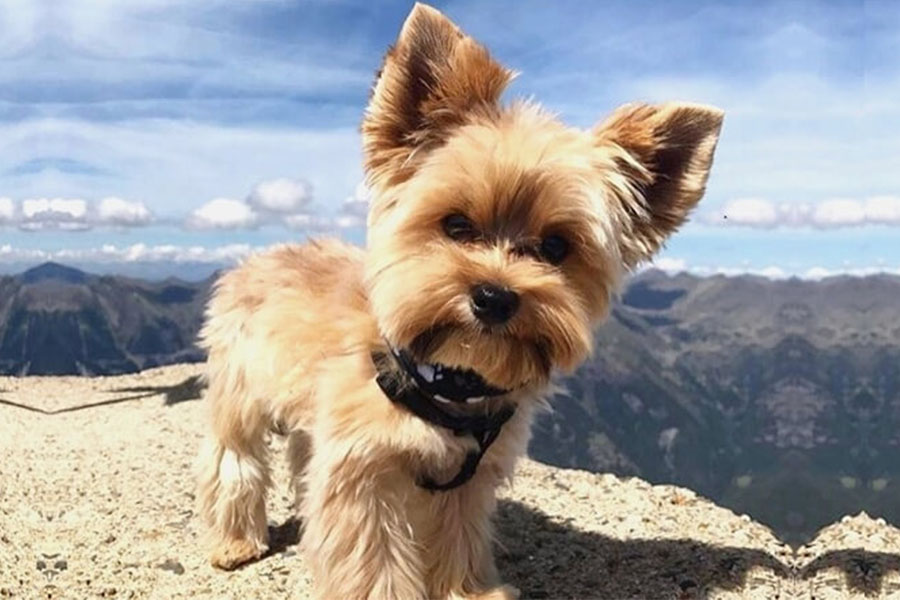 yorkshire terrier standing on rock