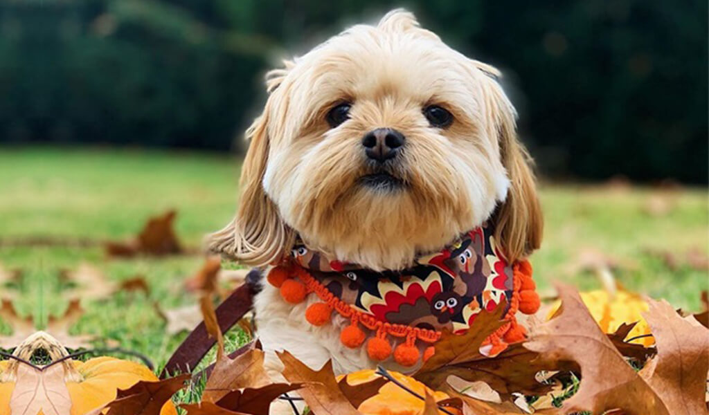 Yorkie Tzu Grooming