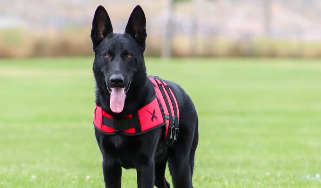 Why Are My German Shepherds Gums Black