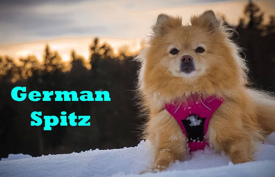 German Spitz