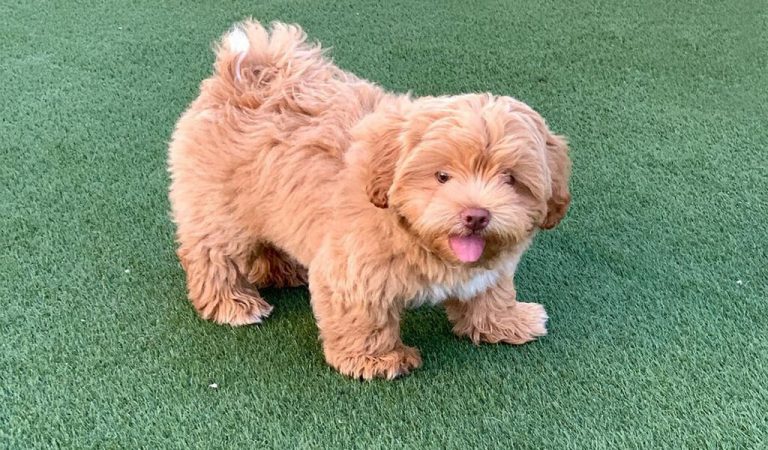 Shih Poo – All About Shih Tzu Poodle Mix Breed