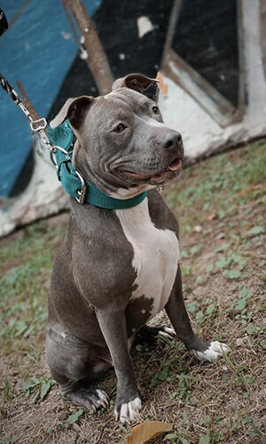 blue nose pitbull characteristics