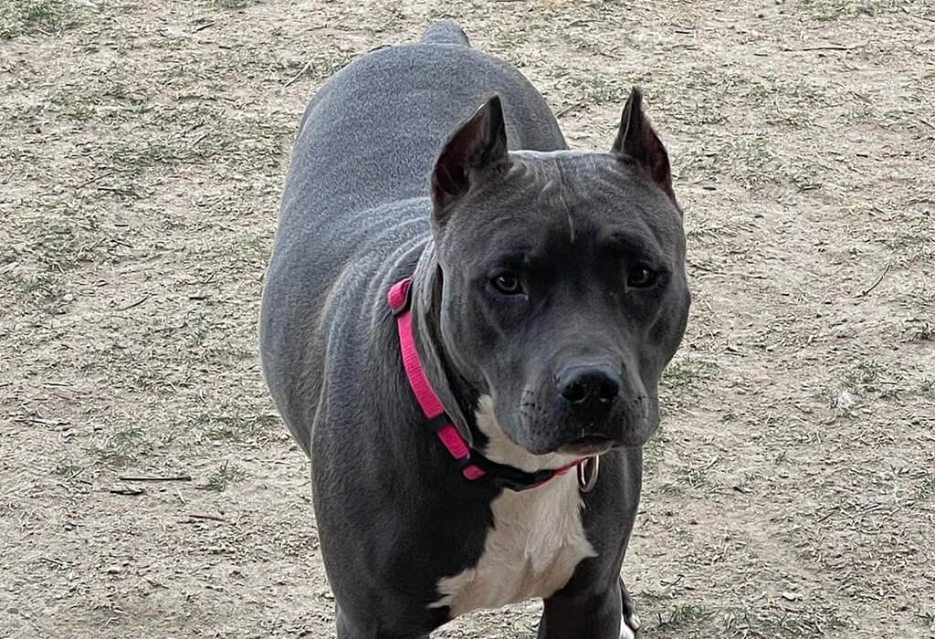 blue nose pitbull grooming