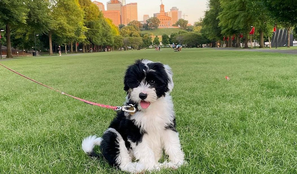 Sheepadoodle puppies — HillTop Farms