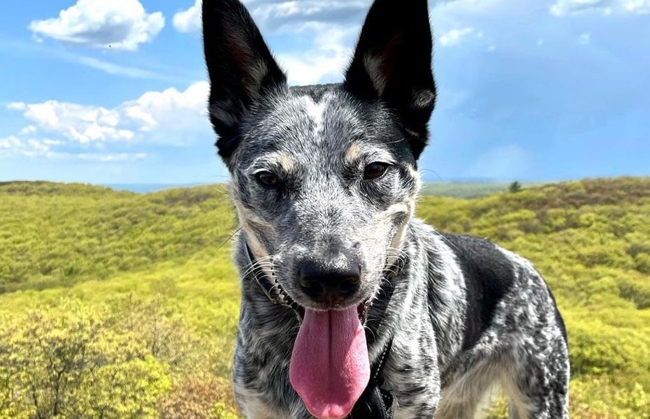 Texas Heeler