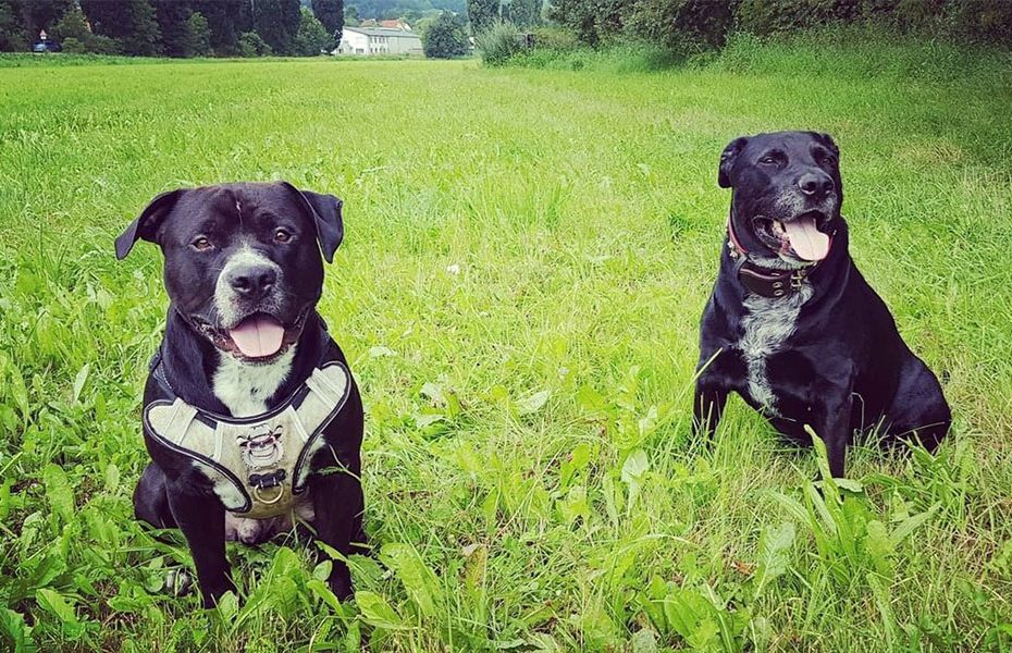 Black Pitbull Dog Breed