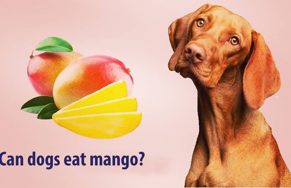 Can dogs eat mango