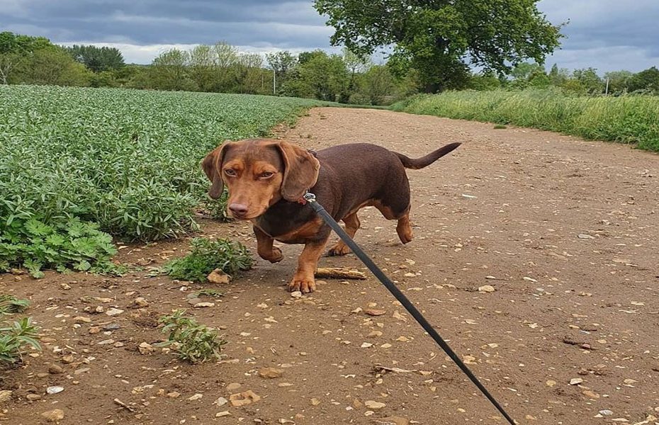 Dachshund Beagle Mix Breed