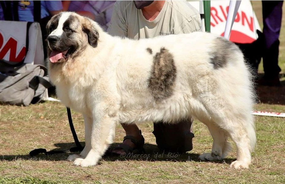 Pyrenean Mastiff Dog Breed
