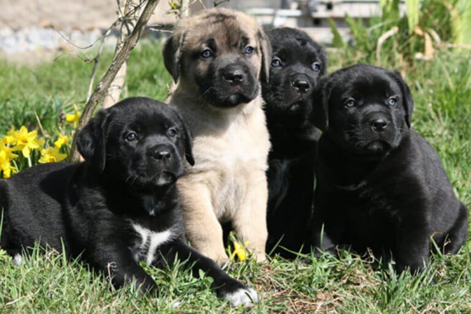 How to Train A Boxador Puppy