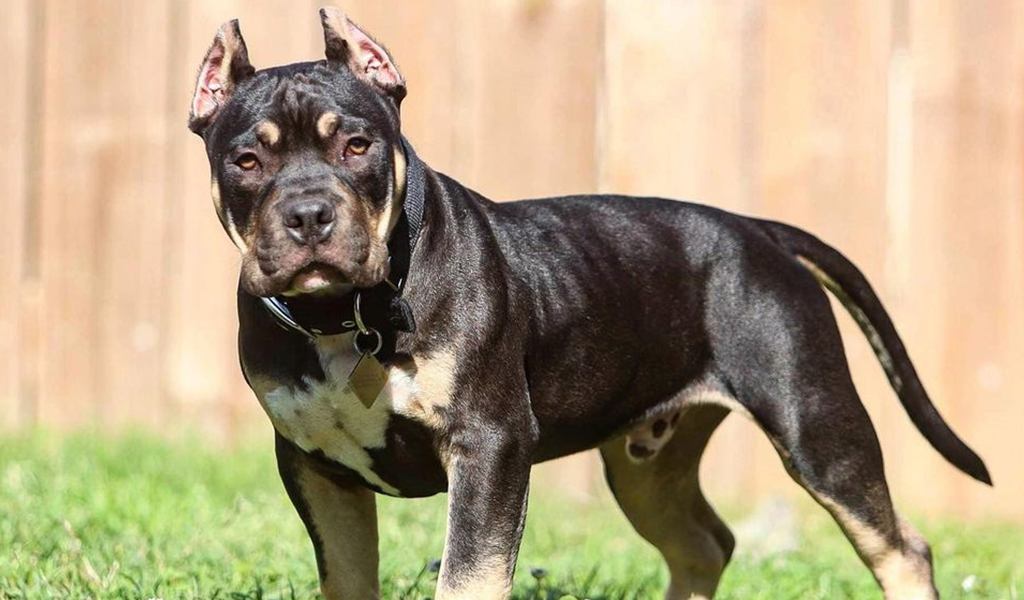 miniature pitbull