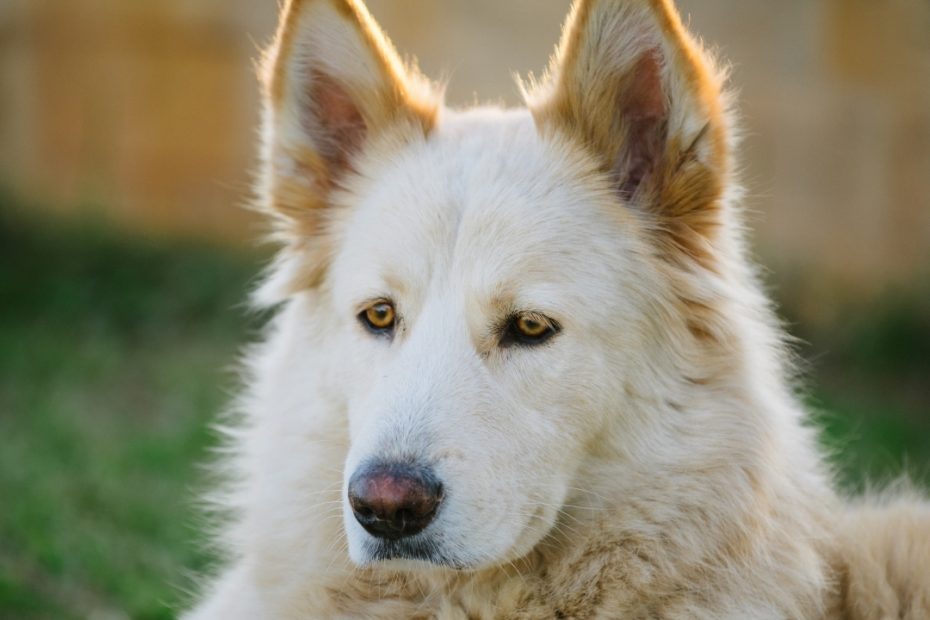 Northern Inuit Dog Breed