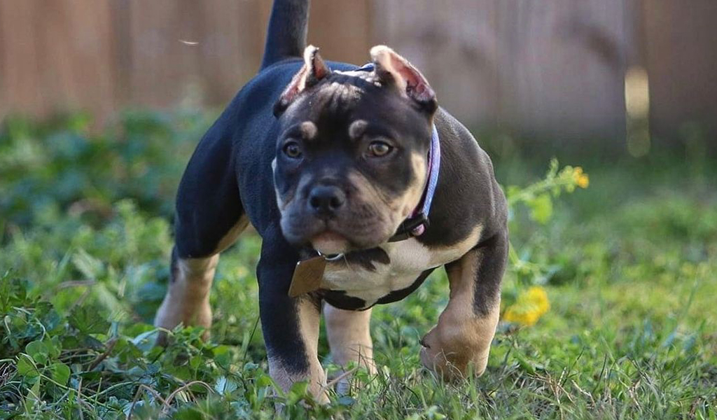 Pocket American Pitbull Terrier