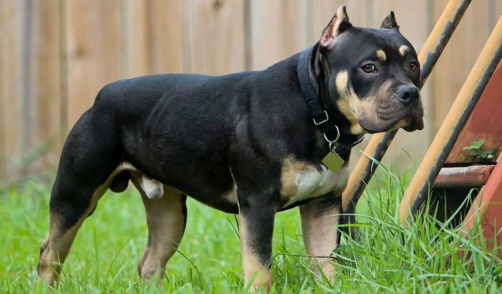 pocket-pitbull-1