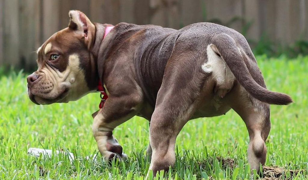 pocket-pitbull-4