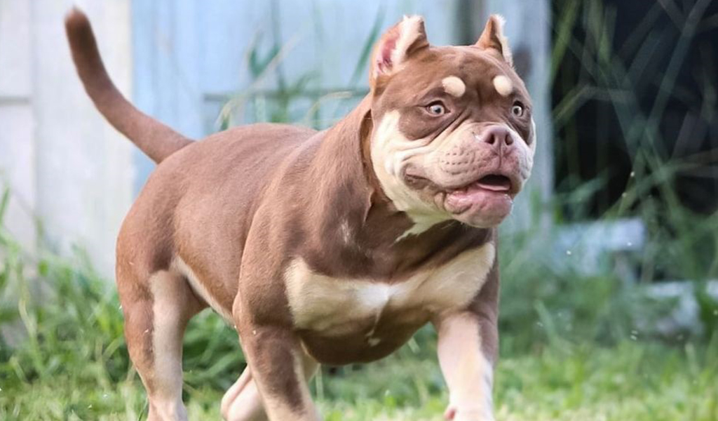 pocket-pitbull-5