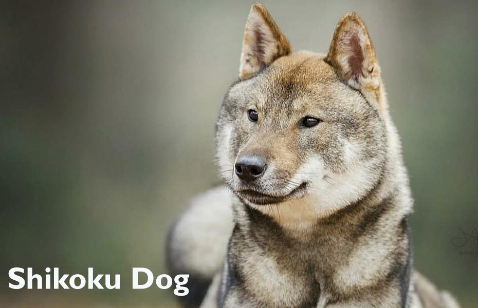 shikoku dog information