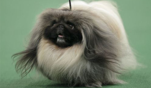 Pekingese fluffy dog