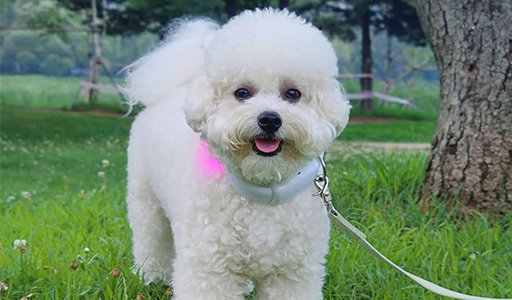 bichon frise fluffy dog