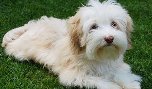 havanese fluffy dog