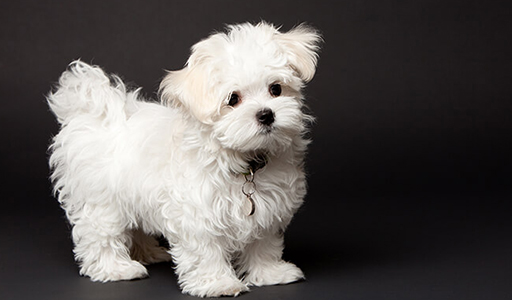 maltese fluffy dog