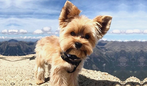 yorkshire terrier fluffy dog