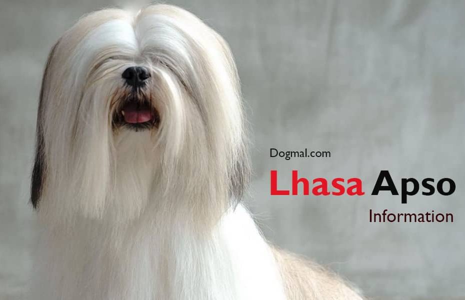 Lhasa Apso Dog Breed