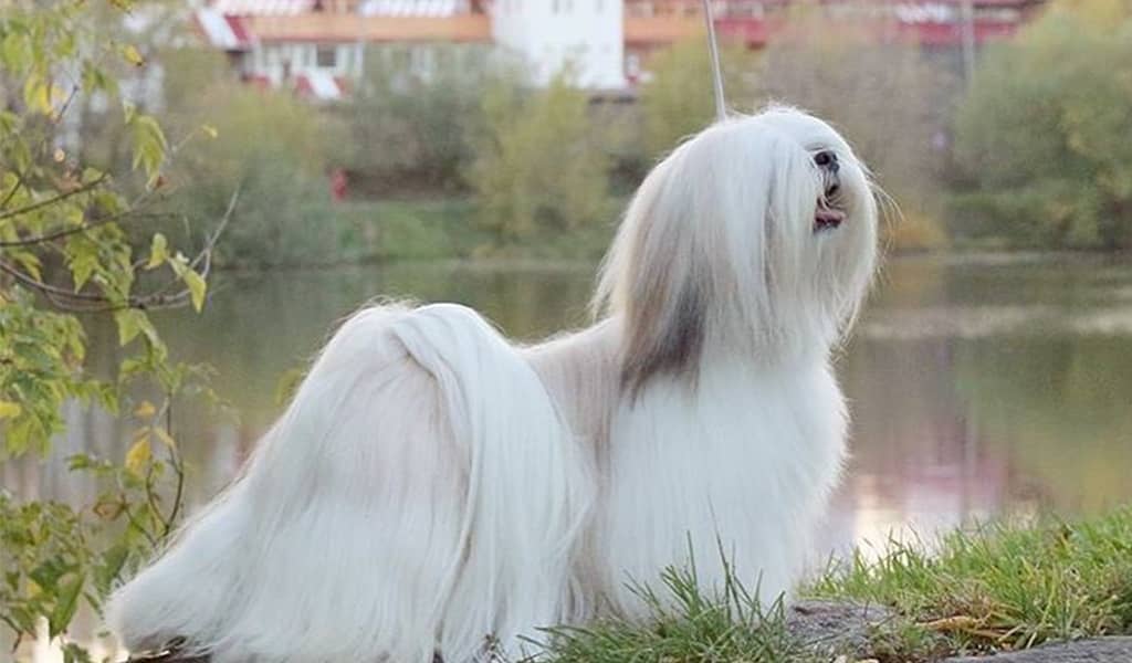 Lhasa Apso picture