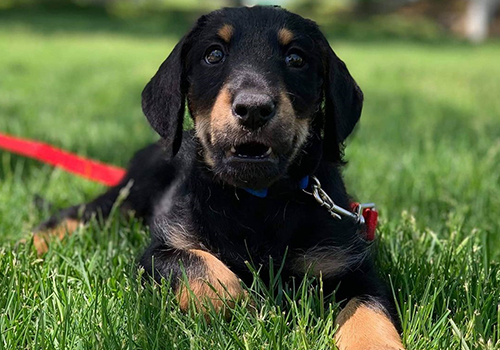 doberdoodle puppy