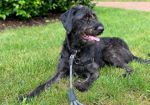 doberman poodle mix