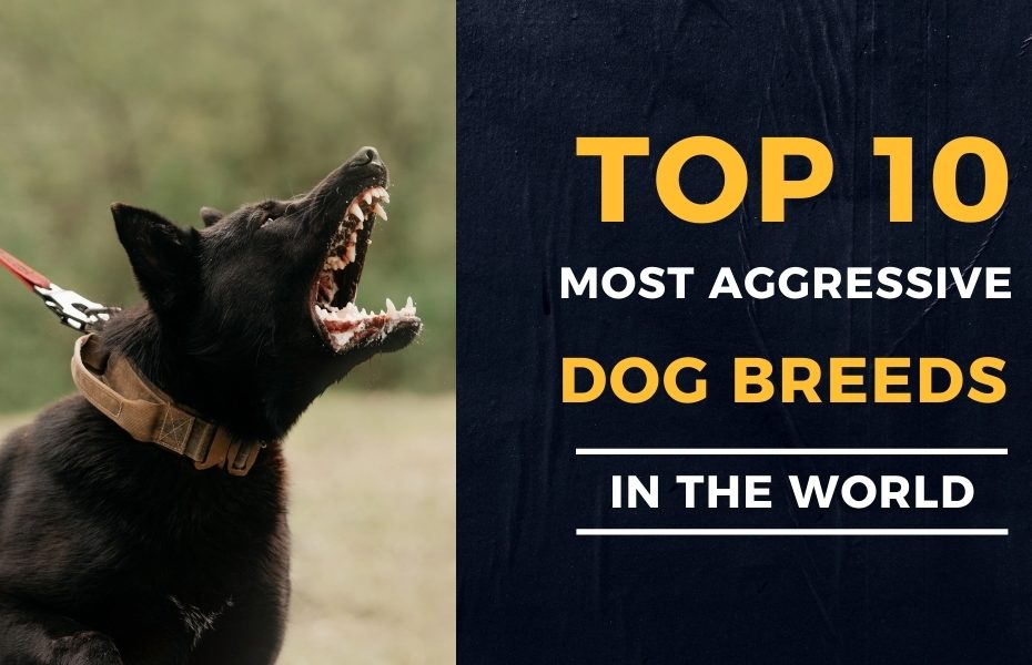Top 10 Most Aggressive Dog Breeds In The World